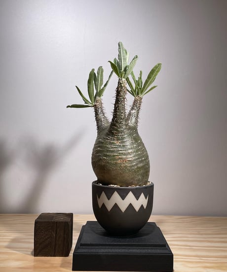 CATEGORY VALIEM鉢植込み | RISE-CAUDEX ONLINE STORE CATEGORY VALIEM鉢植込み | RISE-CAUDEX ONLINE STORE