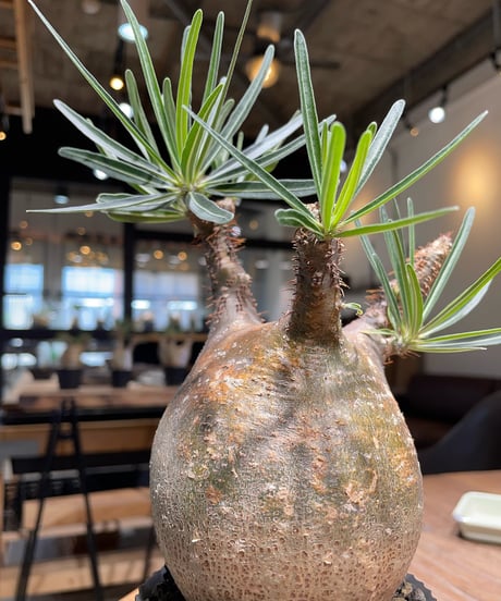パキポディウム グラキリス　Pachypodium gracilius 　発根済　(gk-409valiem)