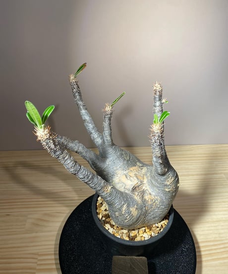 パキポディウム グラキリス　Pachypodium gracilius 　発根済　(商品番号gk-108)