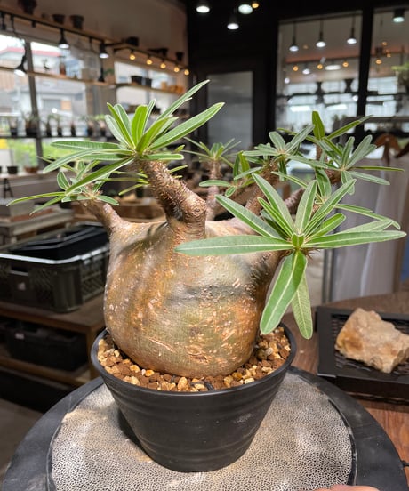パキポディウム グラキリス　Pachypodium gracilius 　発根済　(gk-494）