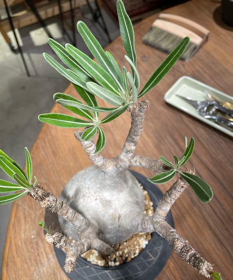 パキポディウム グラキリス　Pachypodium gracilius 　発根済　(gk-374)