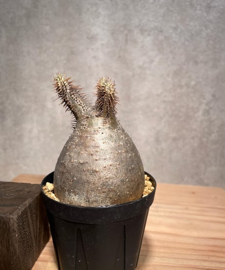 パキポディウム グラキリス　Pachypodium gracilius 　発根済　(商品番号gk-40)