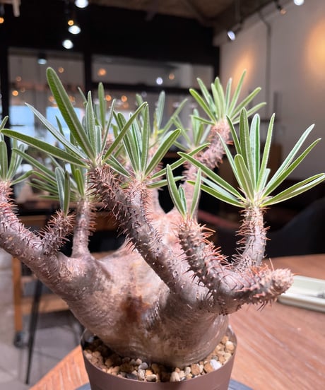 パキポディウム グラキリス　Pachypodium gracilius 　発根済　(gk-405)