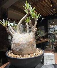 パキポディウム グラキリス 2頭 Pachypodium gracilius 発根済