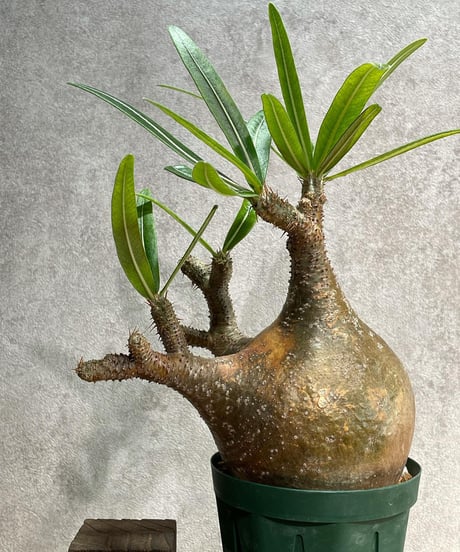 パキポディウム グラキリス　Pachypodium gracilius 　発根済(塊根幅10ｃｍ)　(商品番号gk-21)