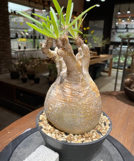 パキポディウム グラキリス　Pachypodium gracilius 　発根済　(gk-461)