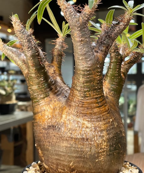 パキポディウム グラキリス　Pachypodium gracilius 　発根済　(gk-566)