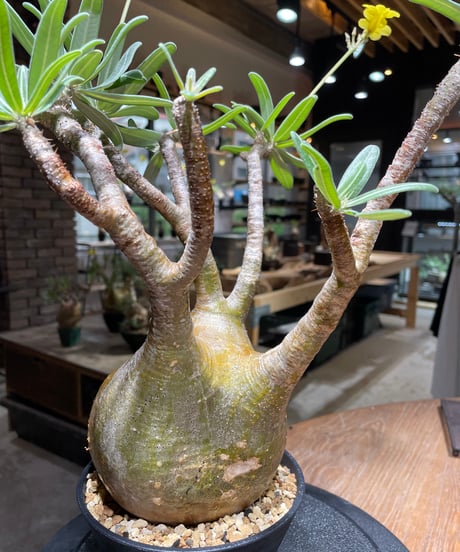 パキポディウム グラキリス　Pachypodium gracilius 　発根済　(gk-471)