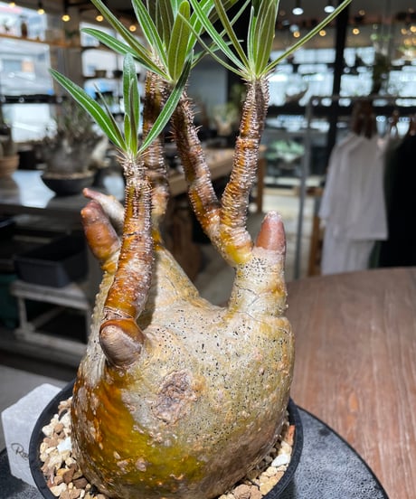 パキポディウム グラキリス　Pachypodium gracilius 　発根済　(gk-559)