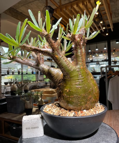 パキポディウム グラキリス　Pachypodium gracilius 　発根済　(gk-537)