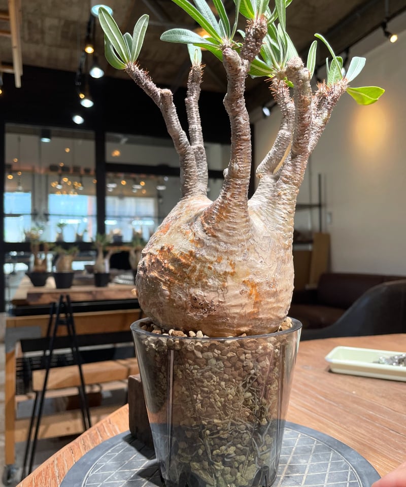 ザ*）様 パキポディウム グラキリス 発根済pachypodhium Graci パキポディウム グラキリス Pachypodium gracilius 発根済 (gk-48