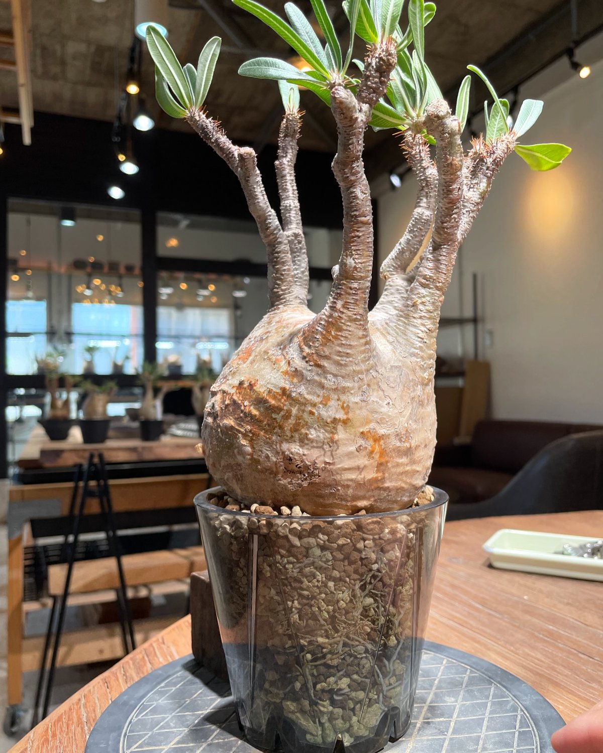 パキポディウム グラキリス Pachypodium gracilius ③ 未発根】パキポディウム グラキリス Pachypodium Gracilius No.3