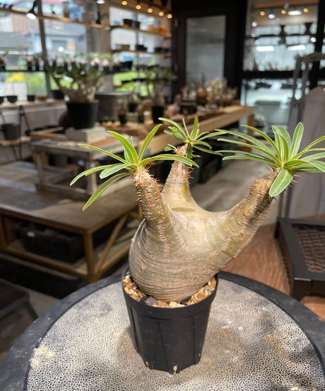 パキポディウム グラキリス　Pachypodium gracilius 　発根済　(gk-503）