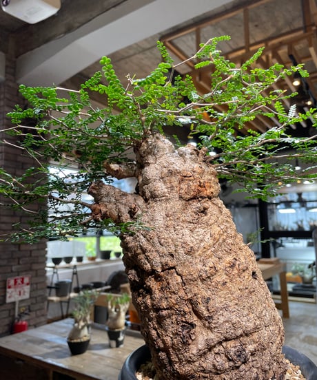 オペルクリカリア パキプス／Operculicarya pachypus　発根済　(商品番号PP-109)　(塊根幅約14㎝)