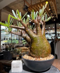 パキポディウム グラキリス　Pachypodium gracilius 　発根済　(gk-537)