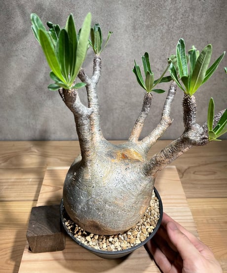 パキポディウム グラキリス　Pachypodium gracilius 　発根済　(商品番号gk-74)
