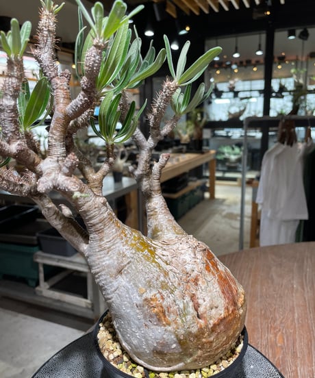 パキポディウム グラキリス　Pachypodium gracilius 　発根済　(gk-560)