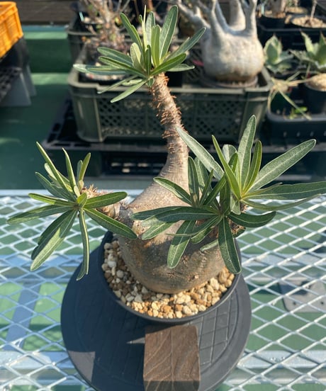 パキポディウム グラキリス　Pachypodium gracilius 　発根済　(商品番号gk-141)