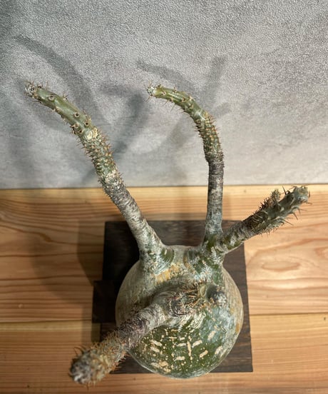 パキポディウム グラキリス　Pachypodium gracilius 　発根済(塊根幅13ｃｍ)　(商品番号gk-20)