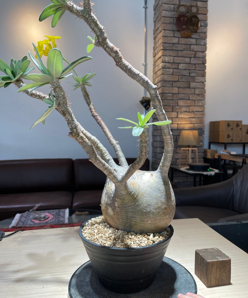 パキポディウム グラキリス Pachypodium gracilius 発根済 (gk-22