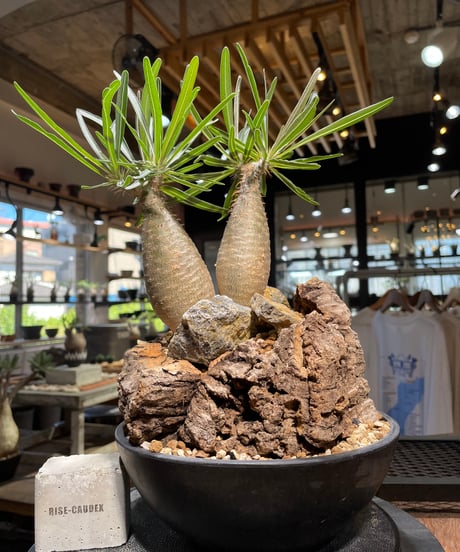 パキポディウム グラキリス　2頭　Pachypodium gracilius 　発根済　(gk-507）