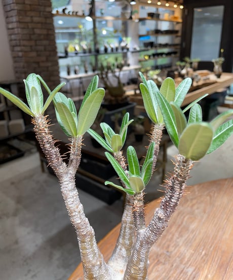 パキポディウム グラキリス　Pachypodium gracilius 　発根済　(gk-453）