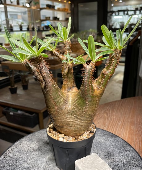パキポディウム グラキリス　Pachypodium gracilius 　発根済　(gk-540)