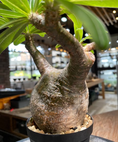 パキポディウム グラキリス　Pachypodium gracilius 　発根済　(gk-489)