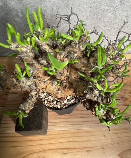 チレコドン レティキュラータス　Tylecodon reticulatus　万物想 　発根済　(商品番号cr-11)