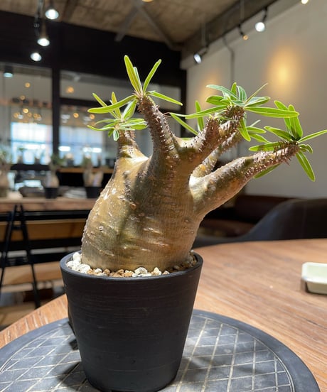 パキポディウム グラキリス　Pachypodium gracilius 　発根済　(gk-402)