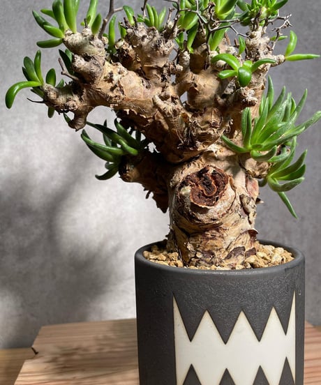 チレコドン レティキュラータス　Tylecodon reticulatus　万物想 　発根済　(商品番号cr-15valiem)VALIEM 　BLOCK　sizeM　(VALIEM巾着、タグ付き)
