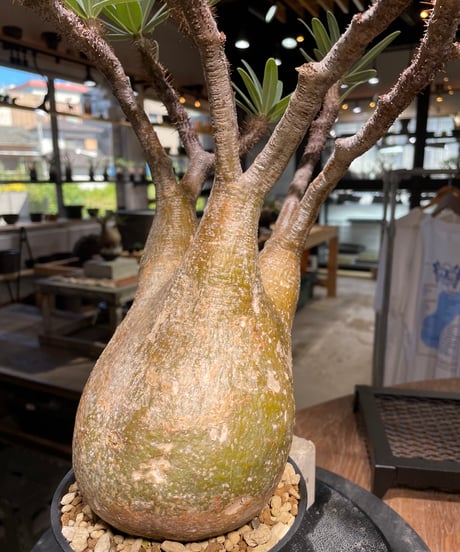 パキポディウム グラキリス　Pachypodium gracilius 　発根済　(gk-506）