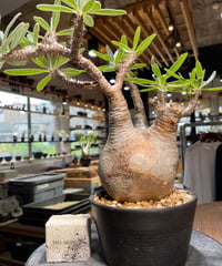 パキポディウム グラキリス 多頭 Pachypodium gracilius 発根済 (gk