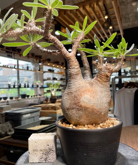 パキポディウム グラキリス　Pachypodium gracilius 　発根済　(gk-520）