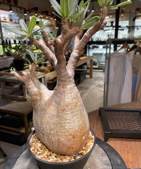 パキポディウム グラキリス　Pachypodium gracilius 　発根済　(gk-498）