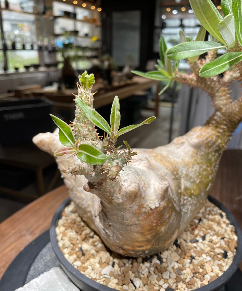 パキポディウム グラキリス Pachypodium gracilius 発根済 (gk-44