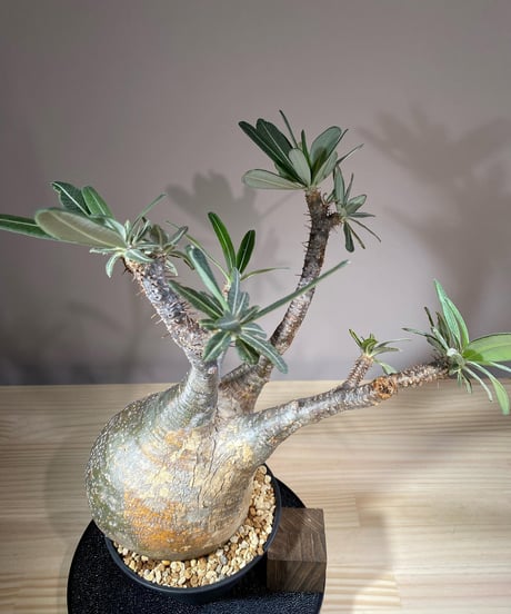 パキポディウム グラキリス　Pachypodium gracilius 　発根済　(商品番号gk-113)