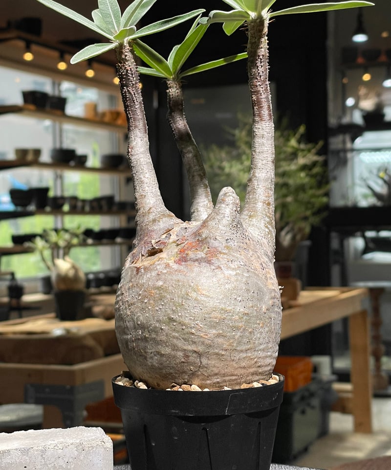 パキポディウム グラキリス Pachypodium gracilius 発根済 (gk-52