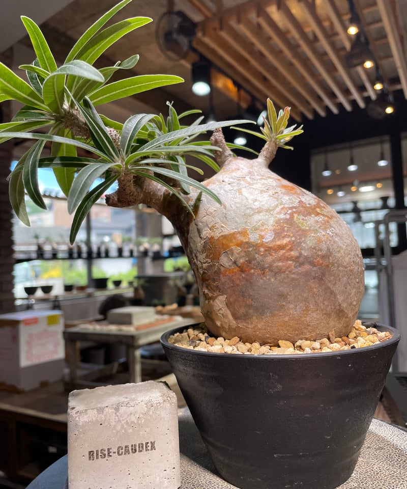 パキポディウム グラキリス Pachypodium gracilius 発根済 (gk-49