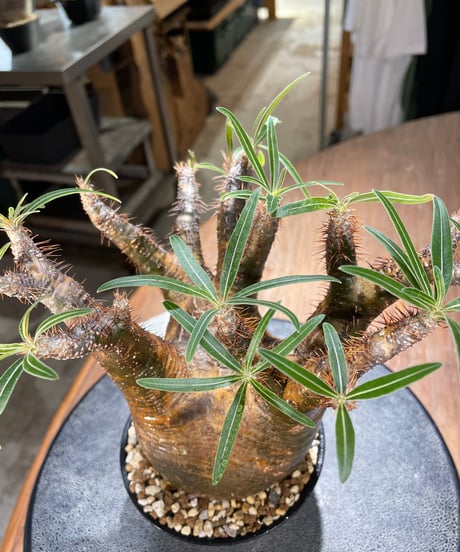 パキポディウム グラキリス　Pachypodium gracilius 　発根済　(gk-566)