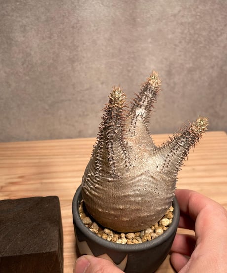 パキポディウム グラキリス　Pachypodium gracilius 　発根済　(商品番号gk-43valiem)  VALIEM 　BOWL　sizeXS　(VALIEM巾着、タグ付き)