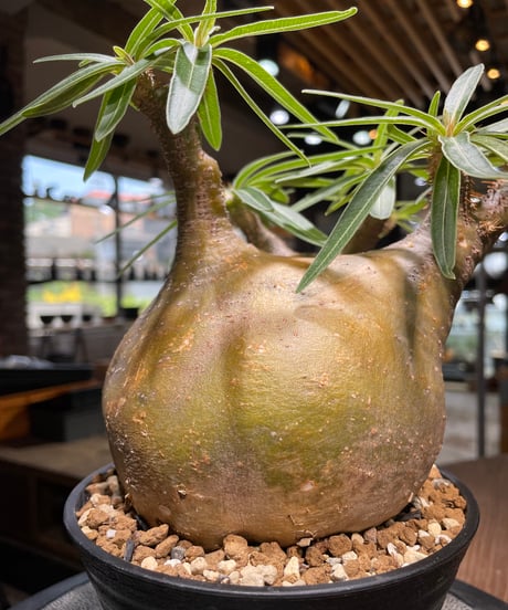 パキポディウム グラキリス　Pachypodium gracilius 　発根済　(gk-492）
