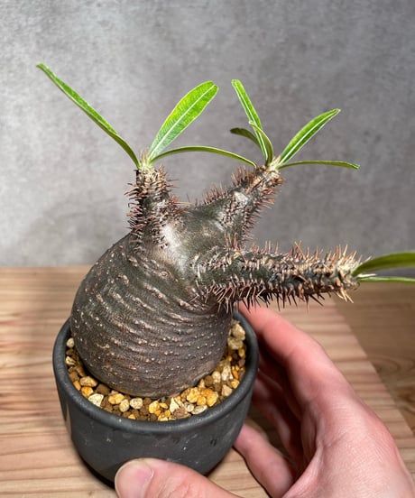 パキポディウム グラキリス　Pachypodium gracilius 　発根済　(商品番号gk-30valiem)  VALIEM 　BOWL　sizeS　(VALIEM巾着、タグ付き)