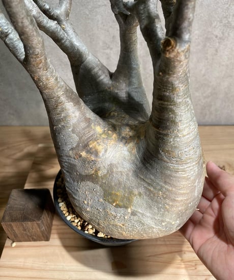 パキポディウム グラキリス　Pachypodium gracilius 　発根済　(商品番号gk-96)