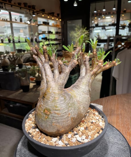 パキポディウム グラキリス　Pachypodium gracilius 　発根済　(gk-534)