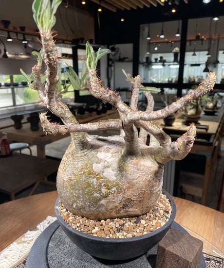 パキポディウム グラキリス　Pachypodium gracilius 　発根済　(gk-311)