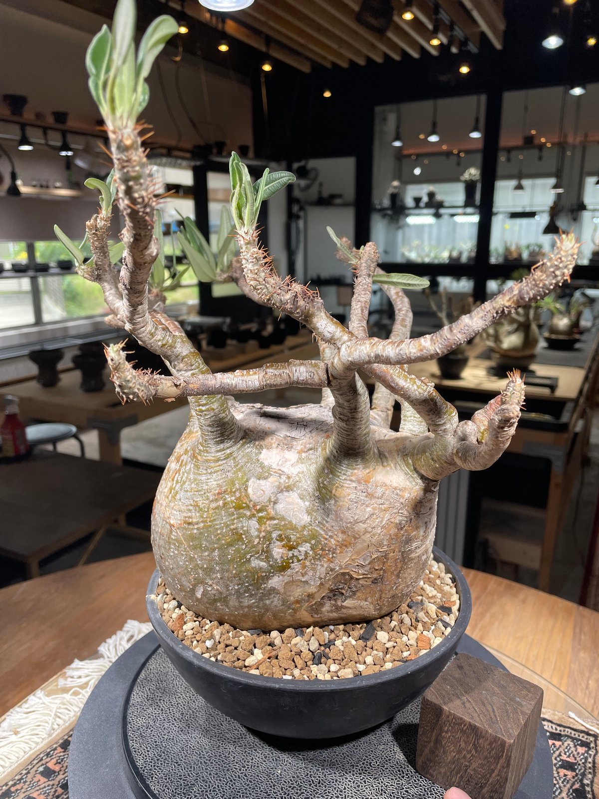 パキポディウム グラキリス Pachypodium gracilius 発根済 (gk-31