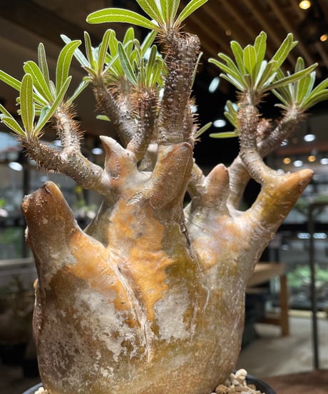 パキポディウム グラキリス　Pachypodium gracilius 　発根済　(gk-262)