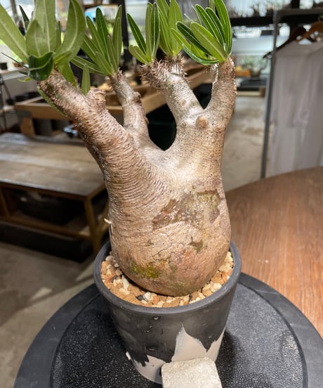 パキポディウム イノピナツム　Pachypodium inopinatum 　発根済　(pi-101)