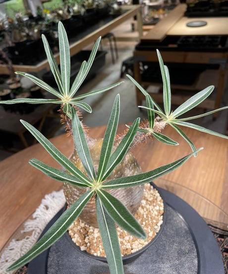 パキポディウム グラキリス　Pachypodium gracilius 　発根済　(gk-217)